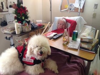 A woman is pictured in a hospital bed, being kept company by a white fluffy service dog.